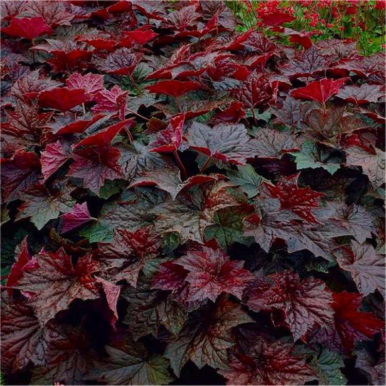 Handsome Heuchera Collection - Pack Of FOUR Evergreen Plants 18 Handsome Heuchera Collection - Pack Of FOUR Evergreen Plants - Image 18