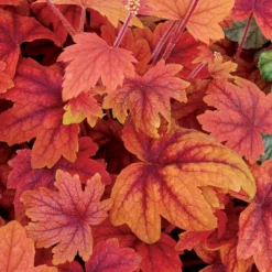 Handsome Heuchera Collection - Pack Of FOUR Evergreen Plants 32 Handsome Heuchera Collection - Pack Of FOUR Evergreen Plants -Outlet Plant Store heuchera sweet tea750x750 1 1