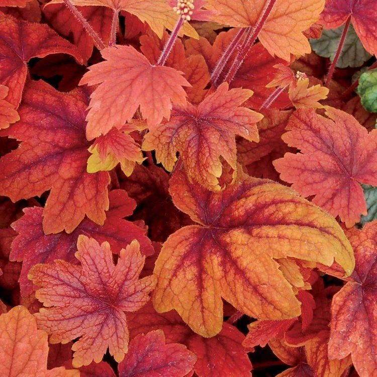 Handsome Heuchera Collection - Pack Of FOUR Evergreen Plants 15 Handsome Heuchera Collection - Pack Of FOUR Evergreen Plants - Image 15