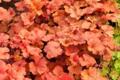 Heuchera Timeless Orange - Coral Bells -Outlet Plant Store heuchera timeless orange3