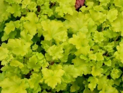 Handsome Heuchera Collection - Pack Of FOUR Evergreen Plants 30 Handsome Heuchera Collection - Pack Of FOUR Evergreen Plants -Outlet Plant Store heuchera lime marmalade 3b 1 1