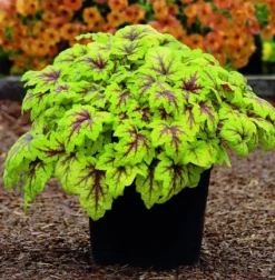 Handsome Heuchera Collection - Pack Of FOUR Evergreen Plants 28 Handsome Heuchera Collection - Pack Of FOUR Evergreen Plants -Outlet Plant Store heuchera stoplight1 1