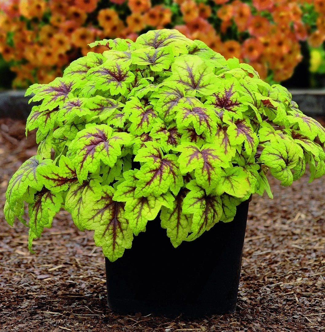 Handsome Heuchera Collection - Pack Of FOUR Evergreen Plants 11 Handsome Heuchera Collection - Pack Of FOUR Evergreen Plants - Image 11
