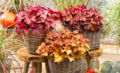 Handsome Heuchera Collection - Pack Of FOUR Evergreen Plants 22 Handsome Heuchera Collection - Pack Of FOUR Evergreen Plants -Outlet Plant Store heucherai mix v1 1000x600 1