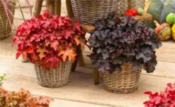 Handsome Heuchera Collection - Pack Of FOUR Evergreen Plants 24 Handsome Heuchera Collection - Pack Of FOUR Evergreen Plants -Outlet Plant Store heucherai mix v2 1000x600 1