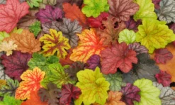 Handsome Heuchera Collection - Pack Of FOUR Evergreen Plants 20 Handsome Heuchera Collection - Pack Of FOUR Evergreen Plants -Outlet Plant Store heucherai mix v3 1000x600 1