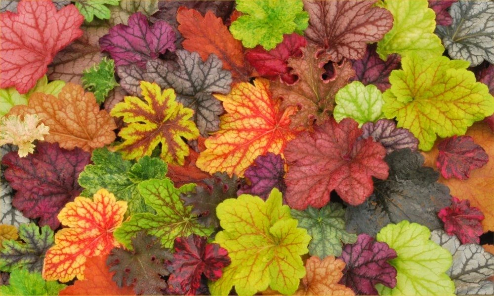 Handsome Heuchera Collection - Pack Of FOUR Evergreen Plants 3 Handsome Heuchera Collection - Pack Of FOUR Evergreen Plants - Image 3
