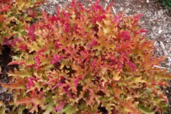 Heuchera Marmalade -Outlet Plant Store heucheramarmalade2b 1