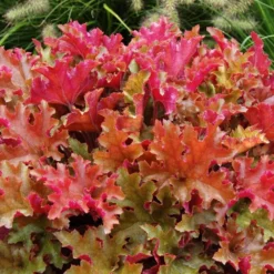 Handsome Heuchera Collection - Pack Of FOUR Evergreen Plants 25 Handsome Heuchera Collection - Pack Of FOUR Evergreen Plants -Outlet Plant Store heucheramarmalade3 1 1