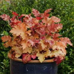 Heuchera Marmalade -Outlet Plant Store heucheramarmalade750x750 1