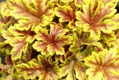 Heucherella Firecracker -Outlet Plant Store heucherella firecracker 3