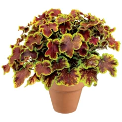 Heucherella Solar Eclipse -Outlet Plant Store heucherella solar eclipse 3