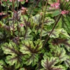 Heucherella Tapestry