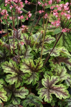 Heucherella Tapestry