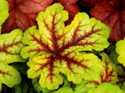 Heuchera Alabama Sunrise 6 Heuchera Alabama Sunrise -Outlet Plant Store heucherella alabama sunrise 1b