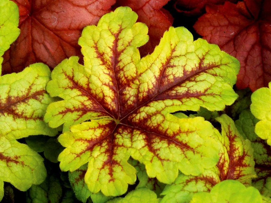 Heuchera Alabama Sunrise 3 Heuchera Alabama Sunrise - Image 3