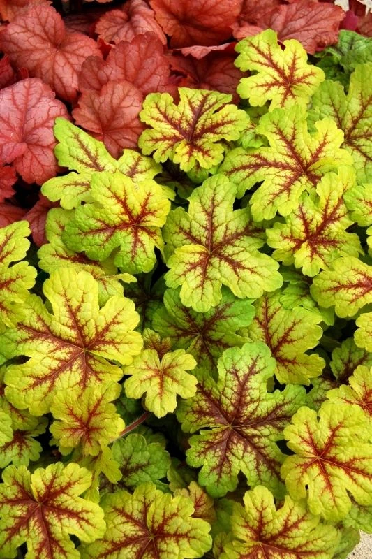 Heuchera Alabama Sunrise 2 Heuchera Alabama Sunrise - Image 2