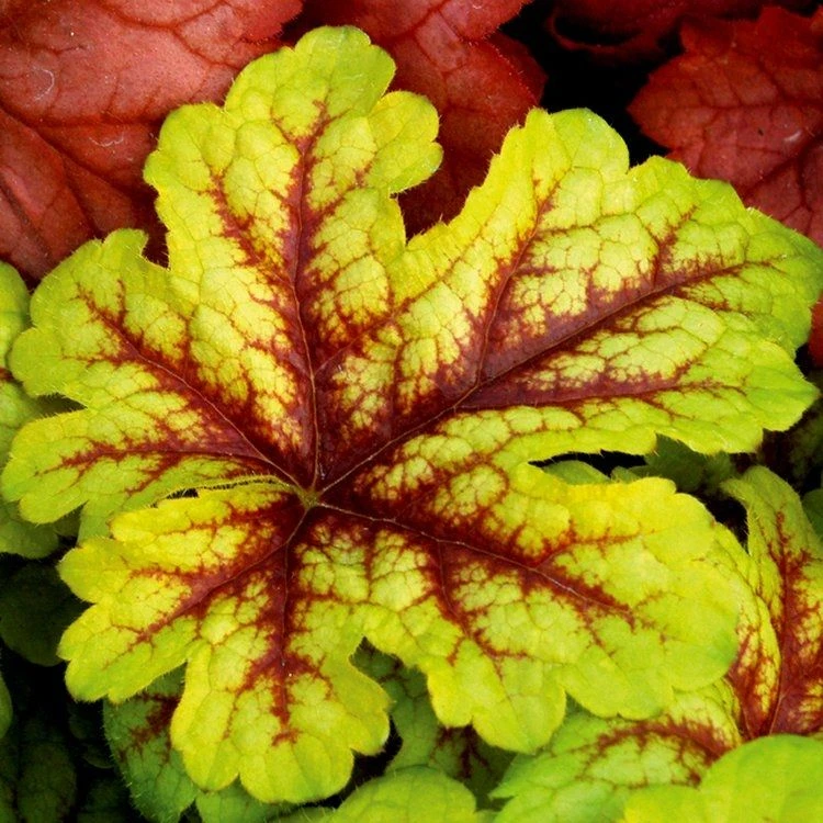 Handsome Heuchera Collection - Pack Of FOUR Evergreen Plants 16 Handsome Heuchera Collection - Pack Of FOUR Evergreen Plants - Image 16