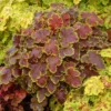 Heucherella Solar Eclipse