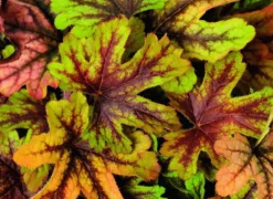 Heuchera Alabama Sunrise 7 Heuchera Alabama Sunrise -Outlet Plant Store heucherellaalabamasunrise 1