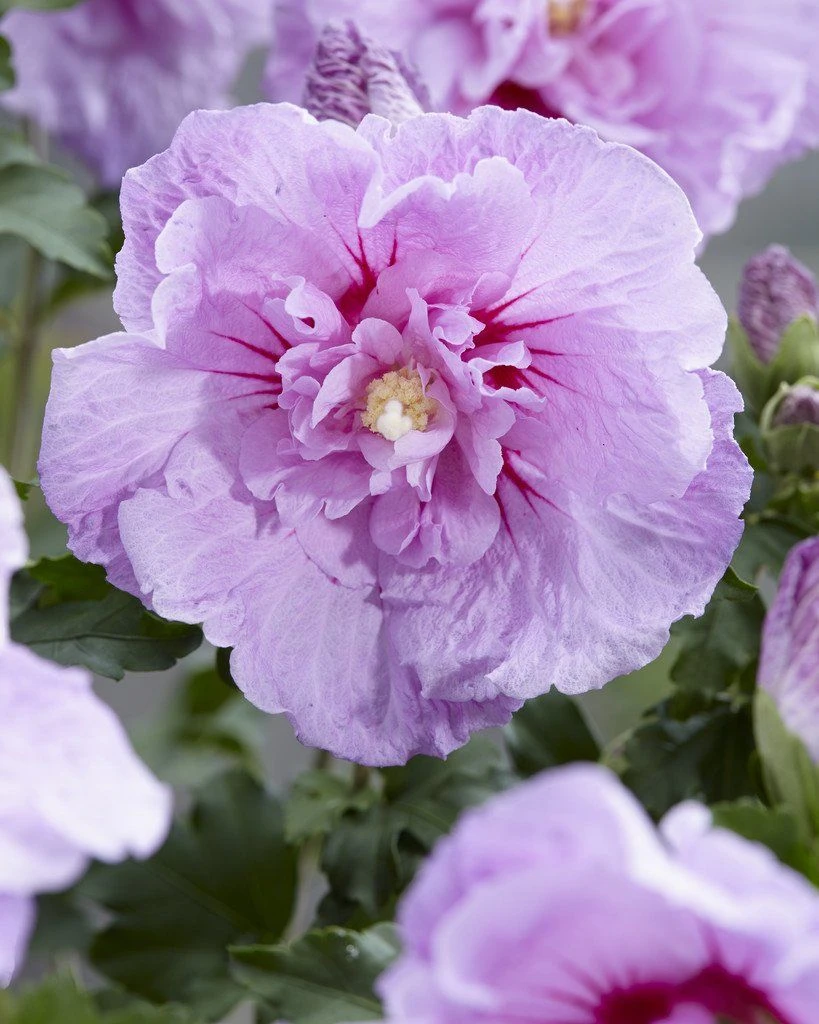 Hibiscus Syriacus LAVENDER Chiffon - Double Flowered Tree Hollyhock 2 Hibiscus Syriacus LAVENDER Chiffon - Double Flowered Tree Hollyhock - Image 2
