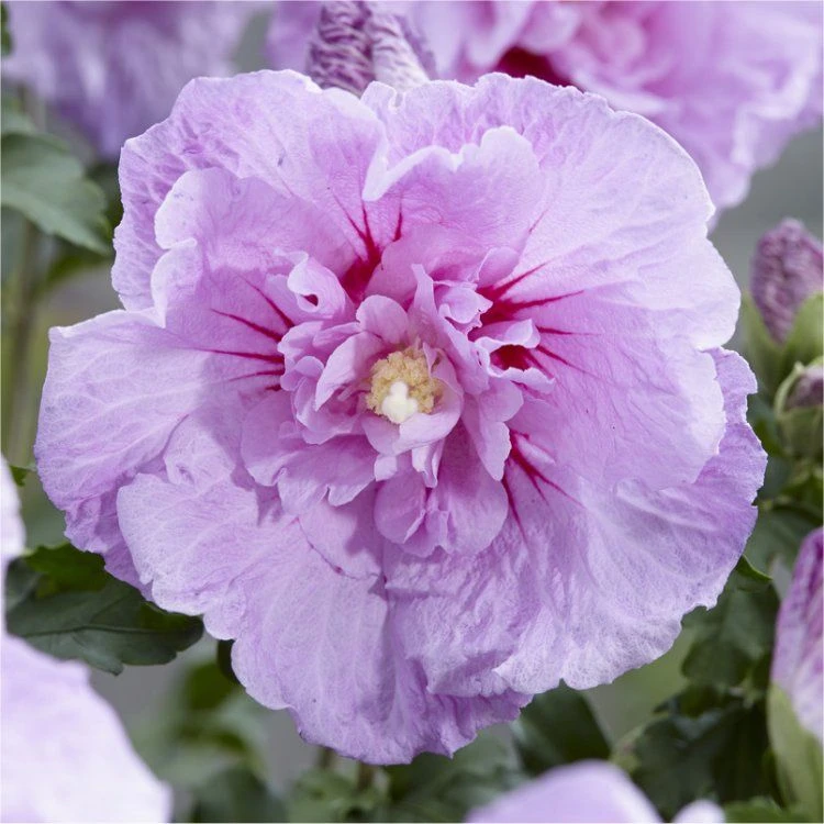 Hibiscus Syriacus LAVENDER Chiffon - Double Flowered Tree Hollyhock 1 Hibiscus Syriacus LAVENDER Chiffon - Double Flowered Tree Hollyhock