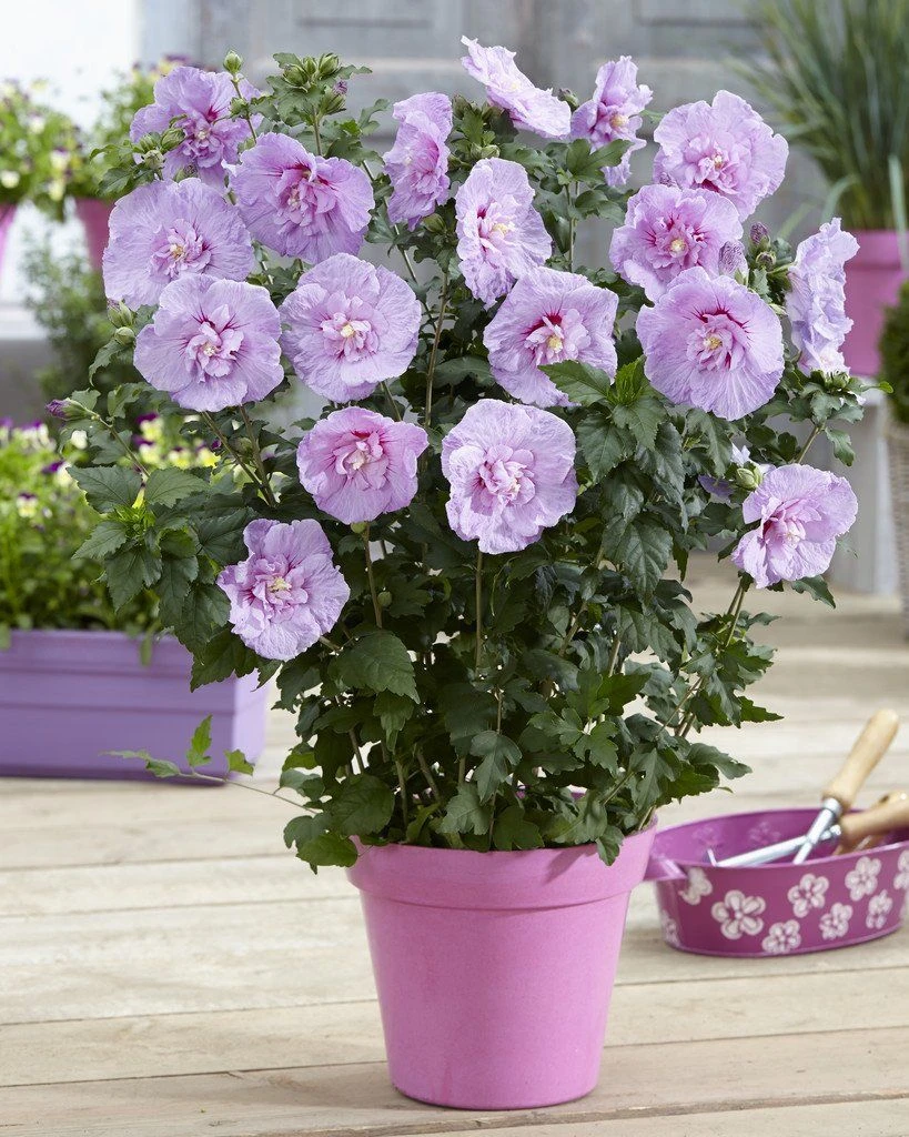 Hibiscus Syriacus LAVENDER Chiffon - Double Flowered Tree Hollyhock 3 Hibiscus Syriacus LAVENDER Chiffon - Double Flowered Tree Hollyhock - Image 3