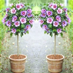 Pair Of Patio Standard Hibiscus Trees - Marina Blue