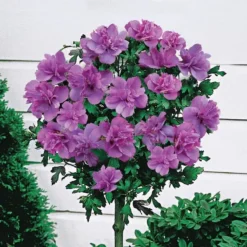 Double Rose Of Sharon Tree - Hibiscus Duc De Brabant 9 Double Rose Of Sharon Tree - Hibiscus Duc De Brabant -Outlet Plant Store hibiscus tree double purple 1