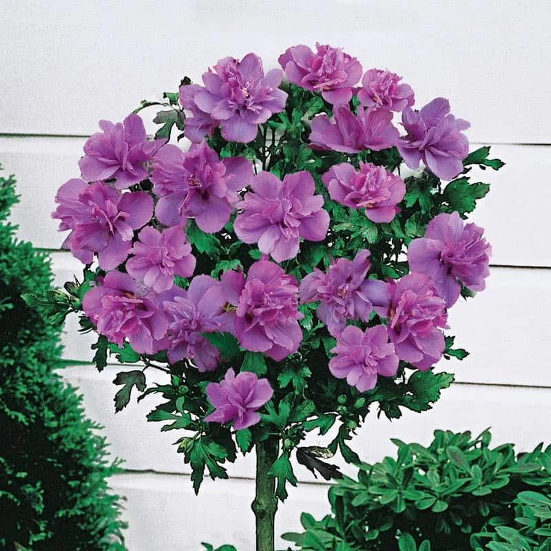 Double Rose Of Sharon Tree - Hibiscus Duc De Brabant 5 Double Rose Of Sharon Tree - Hibiscus Duc De Brabant - Image 5