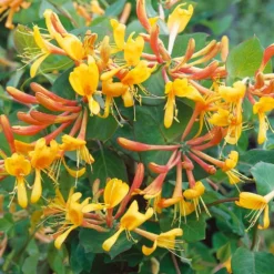 Lonicera X Tellmanniana - Honeysuckle -Outlet Plant Store honeysuckle tellmanniana