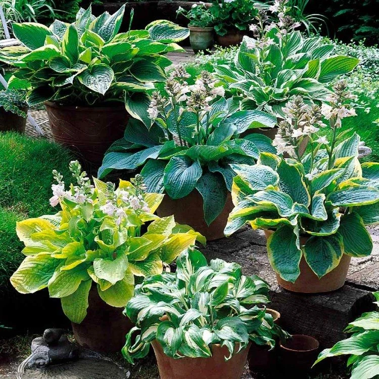 Premier Hosta Collection Shade Mixture - Pack Of TEN 2 Premier Hosta Collection Shade Mixture - Pack Of TEN - Image 2