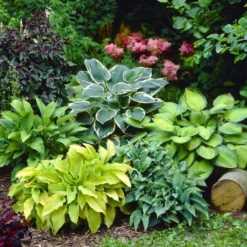 Premier Hosta Collection Shade Mixture - Pack Of TEN 7 Premier Hosta Collection Shade Mixture - Pack Of TEN -Outlet Plant Store hosta collection6 750x750 1