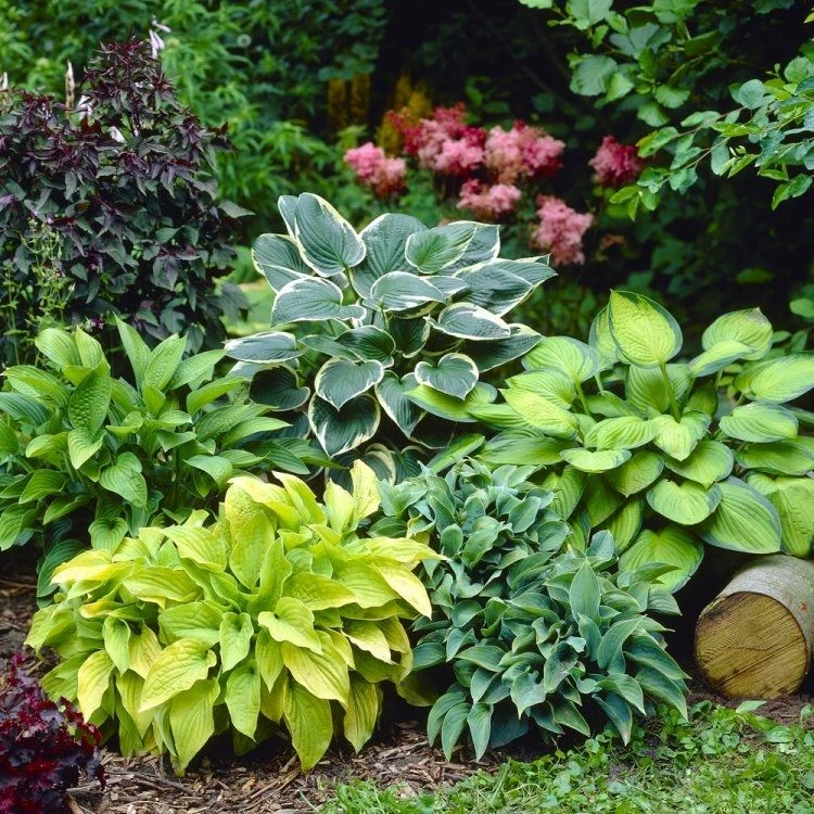 Premier Hosta Collection Shade Mixture - Pack Of TEN 3 Premier Hosta Collection Shade Mixture - Pack Of TEN - Image 3