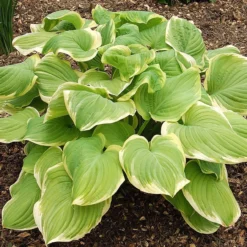 Hosta Fragrant Bouquet 5 Hosta Fragrant Bouquet -Outlet Plant Store hosta fragrant bouquet