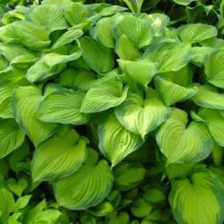 Hosta - 'Guacamole' - Pack Of FIVE