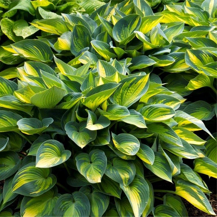 Hosta June 1 Hosta June