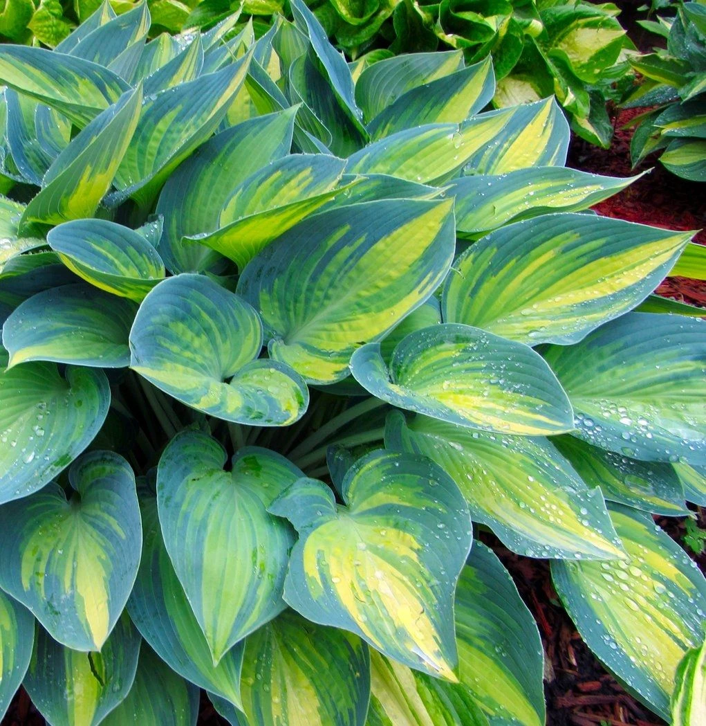 Hosta June 2 Hosta June - Image 2