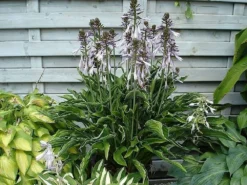 Hosta Praying Hands -Outlet Plant Store hosta praying hands 1