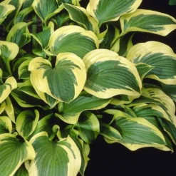 Hosta Queen Josephine