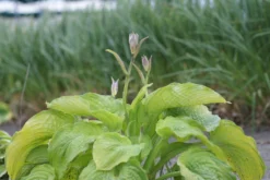 Hosta 'California Gold Rush' Pack Of 3 Bare Root