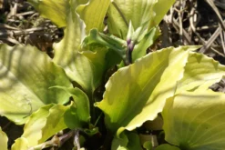 Hosta 'Cranberry Wine' - Pack Of 3 Bare Root