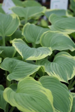 Hosta 'Mardi Gras - Pack Of 3 Bare Root
