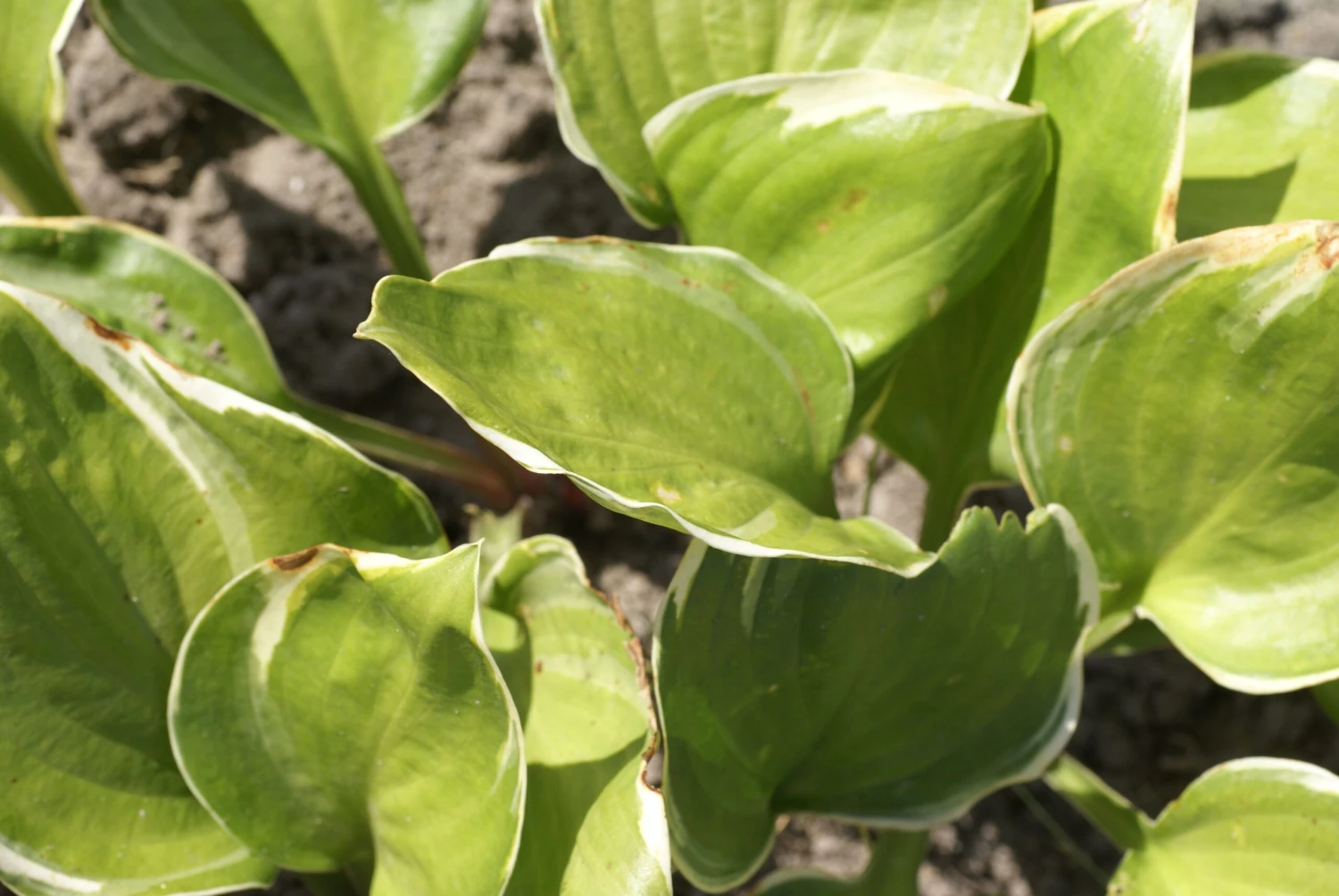 Hosta 'Reflections'- Pack Of 3 Bare Root 1 Hosta 'Reflections'- Pack Of 3 Bare Root