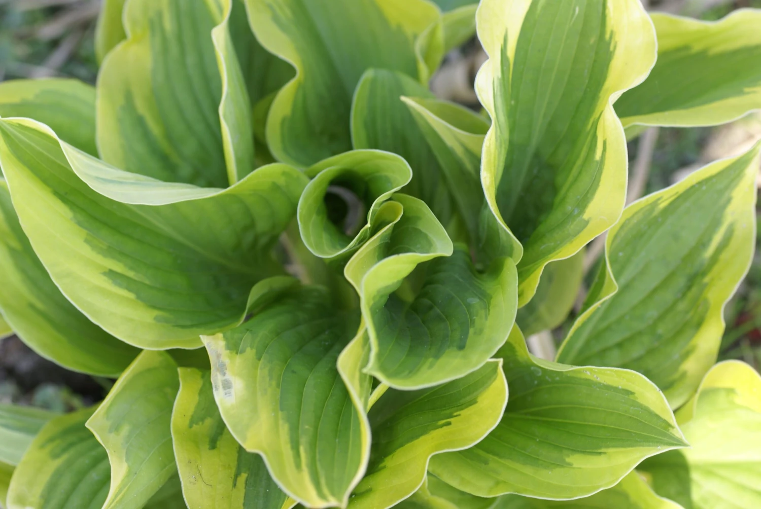 Hosta 'Riveria Sunset' - Pack Of 3 Bare Root 2 Hosta 'Riveria Sunset' - Pack Of 3 Bare Root - Image 2