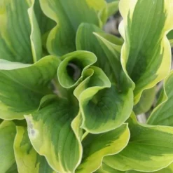 Hosta 'Riveria Sunset' - Pack Of 3 Bare Root