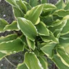 Hosta 'Rubies And Ruffles' - Pack Of 3 Bare Root