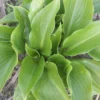 Hosta 'Shiny Sonata' - Pack Of 3 Bare Root