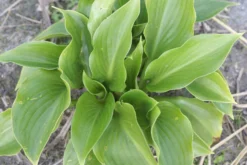 Hosta 'Shiny Sonata' - Pack Of 3 Bare Root