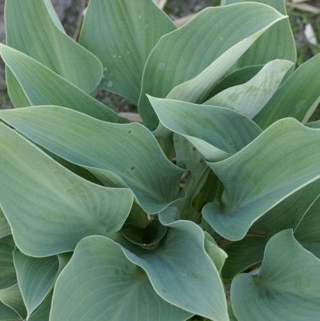 Hosta 'Smoke Signals' - Pack Of 3 Bare Root 1 Hosta 'Smoke Signals' - Pack Of 3 Bare Root